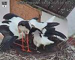 Capi_Dubne_20250804_084002.jpg