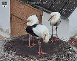 Capi_Dubne_20250804_085504.jpg