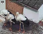 Capi_Dubne_20250804_090003.jpg