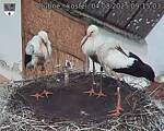Capi_Dubne_20250804_091503.jpg