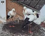 Capi_Dubne_20250804_092004.jpg