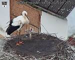 Capi_Dubne_20250804_092503.jpg