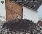 Capi_Dubne_20250804_094003.jpg