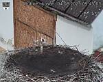 Capi_Dubne_20250804_094503.jpg