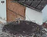 Capi_Dubne_20250804_095002.jpg
