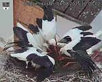 Capi_Dubne_20250804_100002.jpg