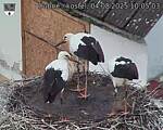 Capi_Dubne_20250804_100503.jpg