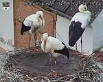 Capi_Dubne_20250804_103504.jpg