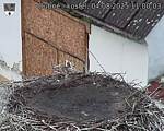 Capi_Dubne_20250804_110003.jpg