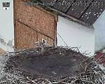Capi_Dubne_20250804_111003.jpg