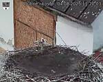 Capi_Dubne_20250804_112003.jpg