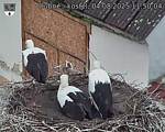 Capi_Dubne_20250804_115004.jpg