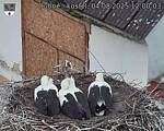 Capi_Dubne_20250804_120003.jpg