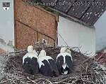 Capi_Dubne_20250804_120502.jpg