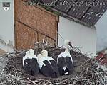 Capi_Dubne_20250804_121004.jpg