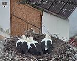 Capi_Dubne_20250804_122003.jpg