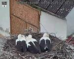 Capi_Dubne_20250804_123003.jpg