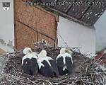 Capi_Dubne_20250804_123502.jpg