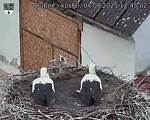 Capi_Dubne_20250804_124502.jpg