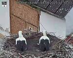Capi_Dubne_20250804_125003.jpg