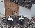 Capi_Dubne_20250804_130003.jpg
