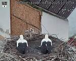 Capi_Dubne_20250804_130504.jpg