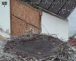 Capi_Dubne_20250804_133003.jpg