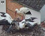 Capi_Dubne_20250804_160503.jpg