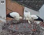 Capi_Dubne_20250804_161002.jpg
