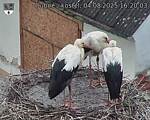 Capi_Dubne_20250804_162003.jpg