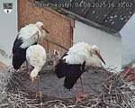 Capi_Dubne_20250804_163002.jpg