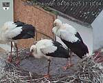 Capi_Dubne_20250804_171004.jpg