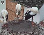 Capi_Dubne_20250804_172003.jpg
