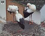 Capi_Dubne_20250804_174504.jpg