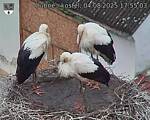Capi_Dubne_20250804_175503.jpg