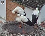 Capi_Dubne_20250804_180003.jpg