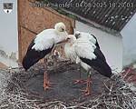 Capi_Dubne_20250804_182003.jpg