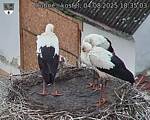Capi_Dubne_20250804_183503.jpg