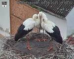 Capi_Dubne_20250804_190002.jpg