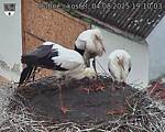 Capi_Dubne_20250804_191003.jpg