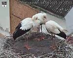 Capi_Dubne_20250804_192003.jpg