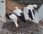 Capi_Dubne_20250804_193503.jpg
