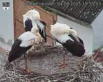 Capi_Dubne_20250804_195503.jpg