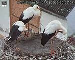 Capi_Dubne_20250804_200504.jpg