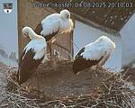 Capi_Dubne_20250804_201003.jpg
