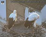 Capi_Dubne_20250804_201503.jpg