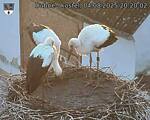 Capi_Dubne_20250804_202002.jpg