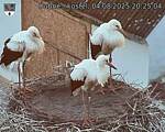 Capi_Dubne_20250804_202504.jpg