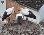 Capi_Dubne_20250804_204004.jpg