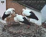 Capi_Dubne_20250804_205004.jpg